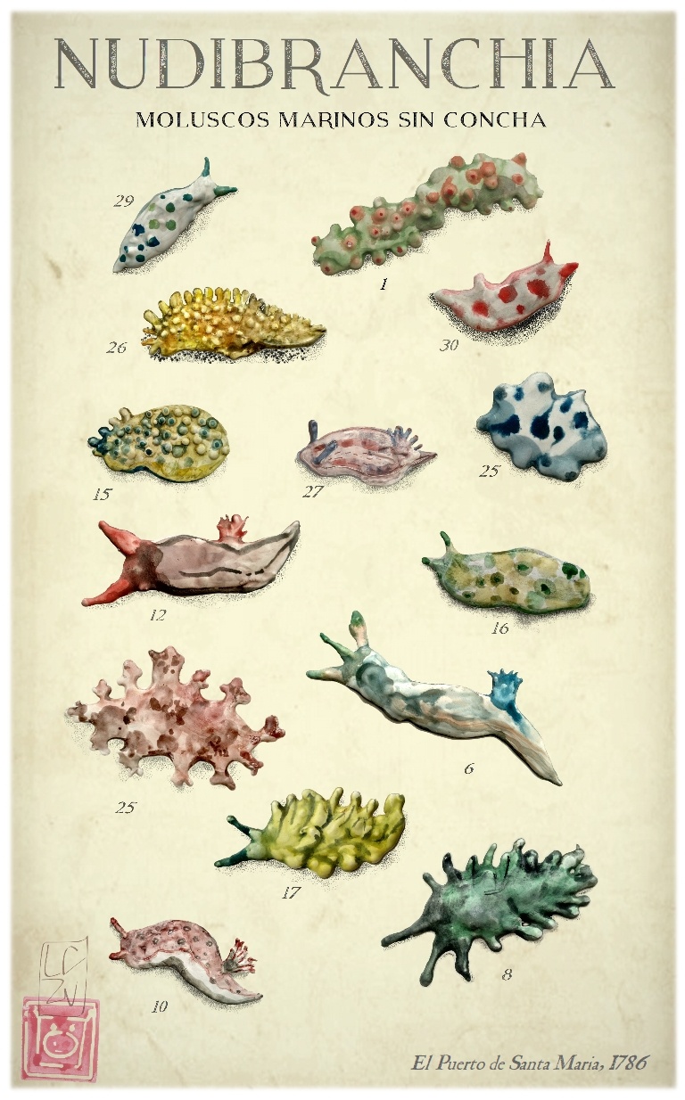 Nudibranches moluscos marinos