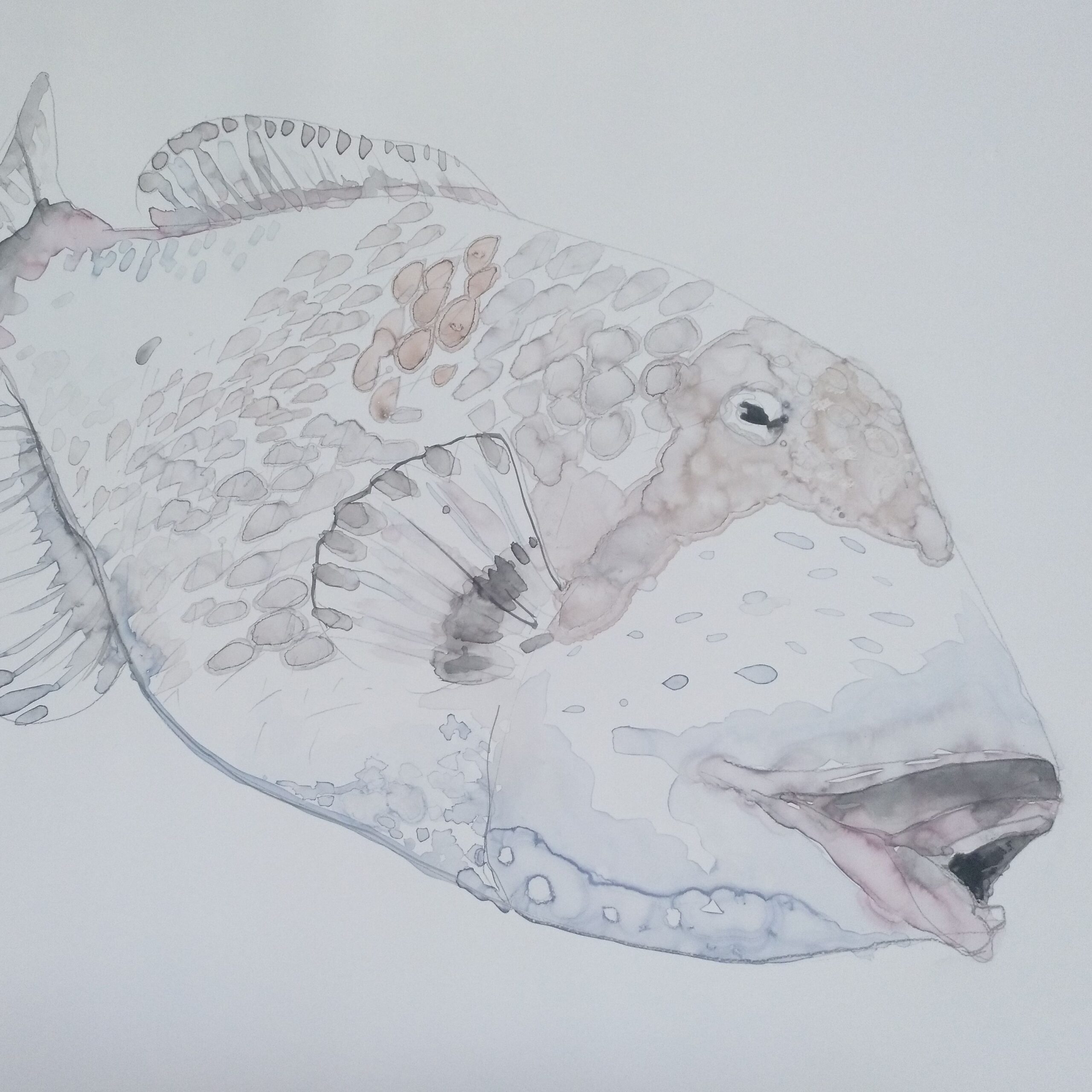 Obra artística de Luis Zambrano Valdivia, dibujo de grafito sobre papel piedra con aguada ligera de color acuarela