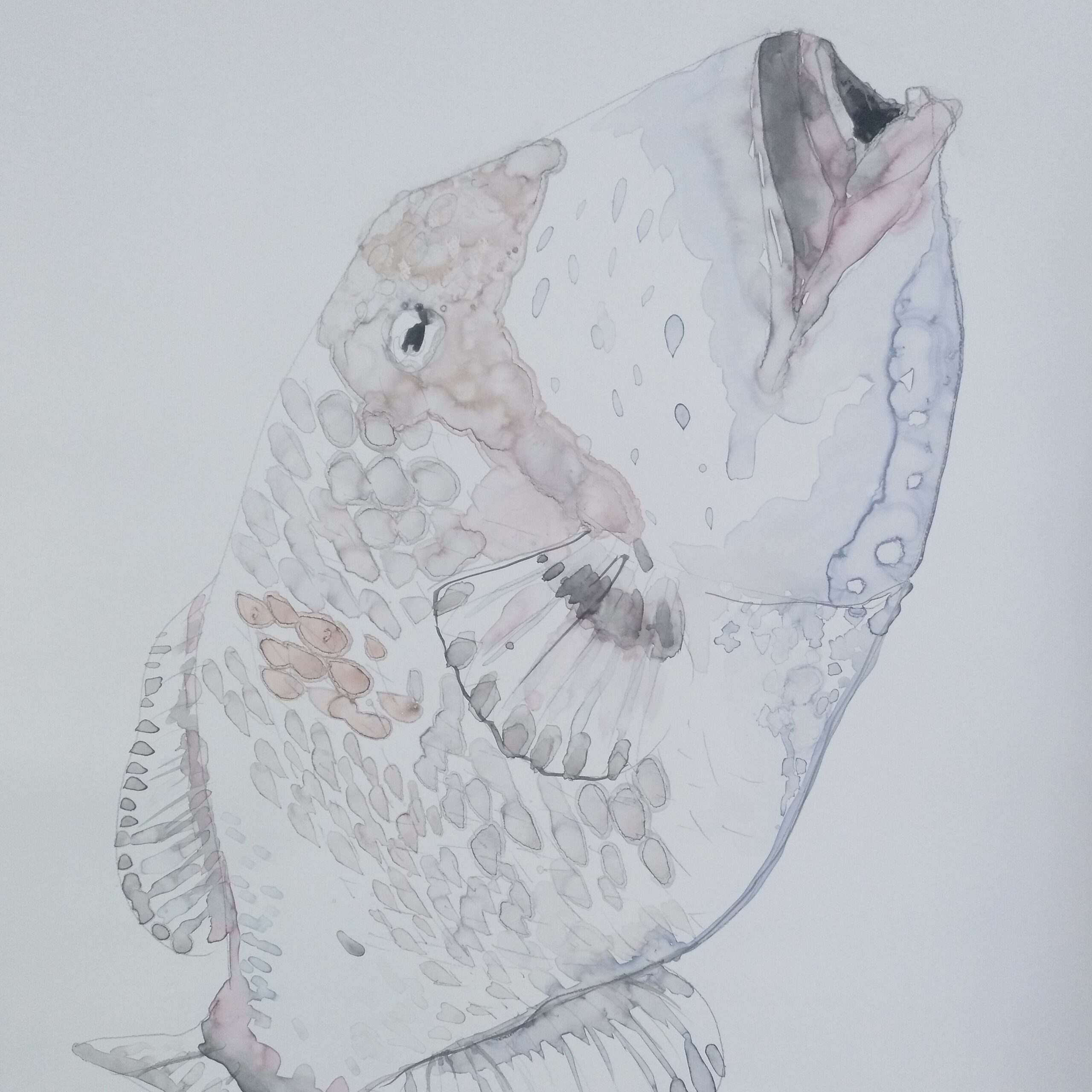 Dibujo de grafito sobre papel piedra  con ligera aguada de color, obra de Luis Zambrano Valdivia perteneciente a a serie Observata Maritima Adnotationes