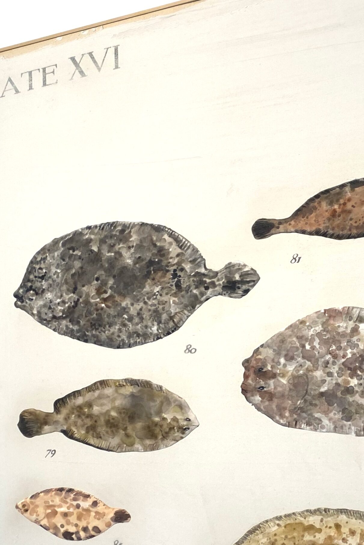 Relieve policromado de la serie Catálogo Íntimo de Historia Natural, obra original de Luis Zambrano Valdivia